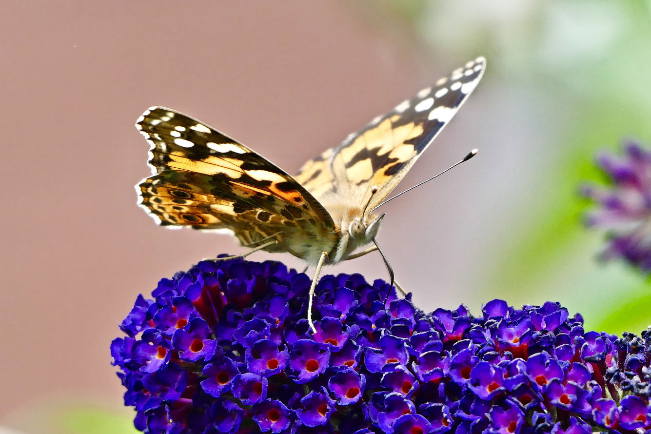 Репейница — дневная бабочка из семейства Nymphalidae