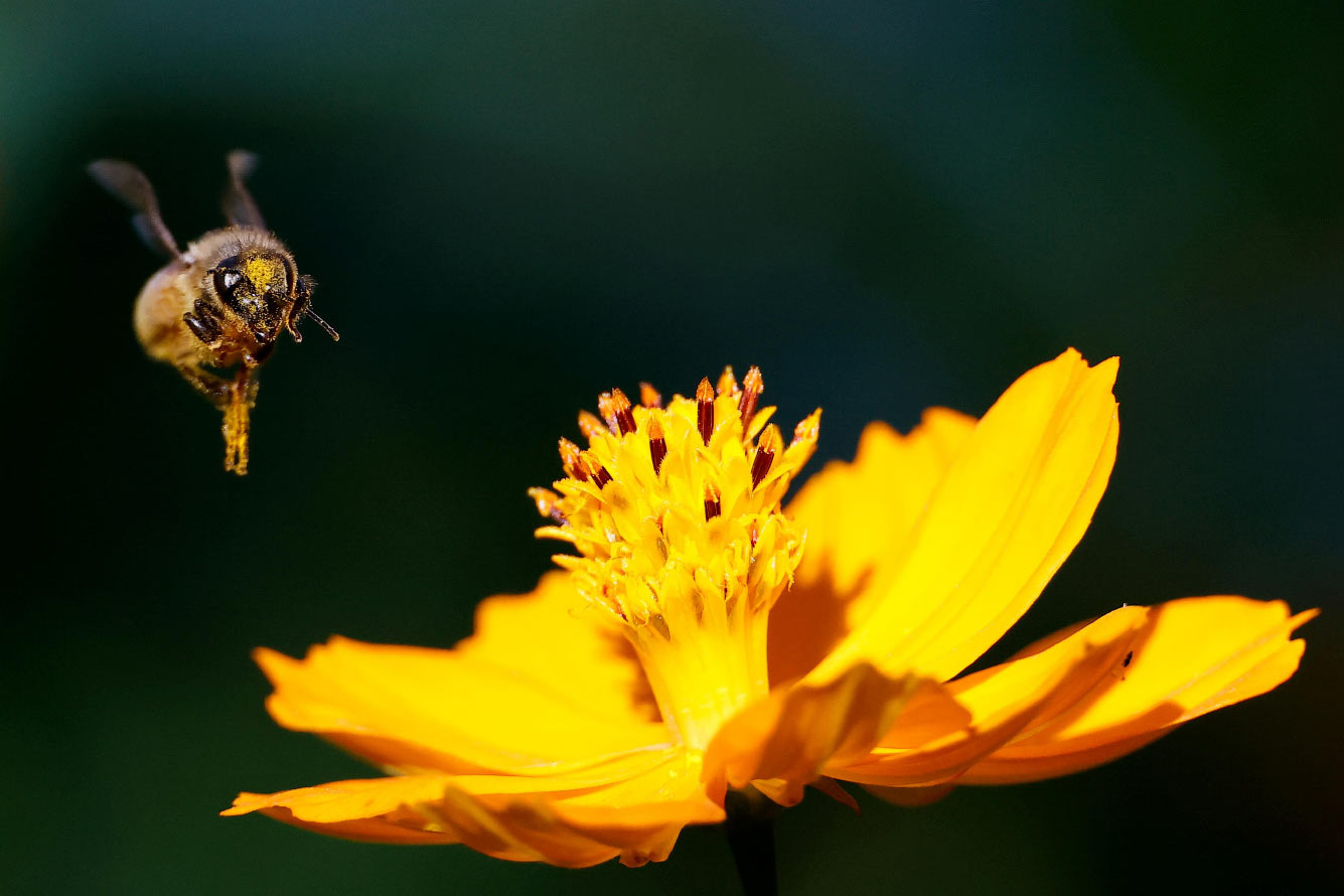 Пчела летит над цветком  в парке в Сеуле, Южная Корея