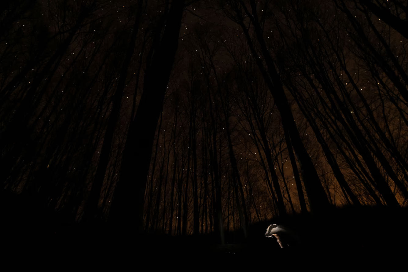 Барсук в ночном лесу в Баконибеле, Венгрия.