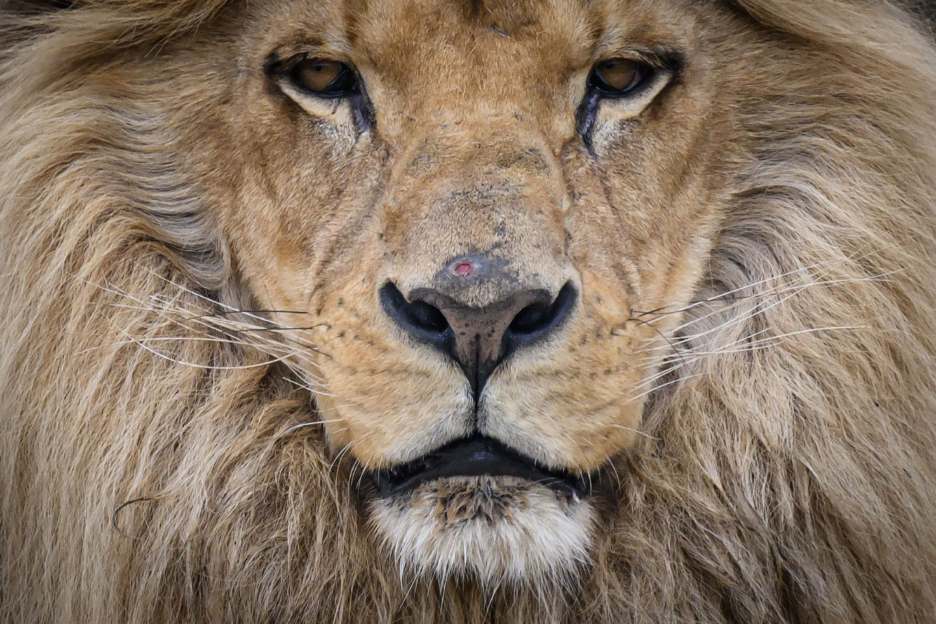 Ангольский лев