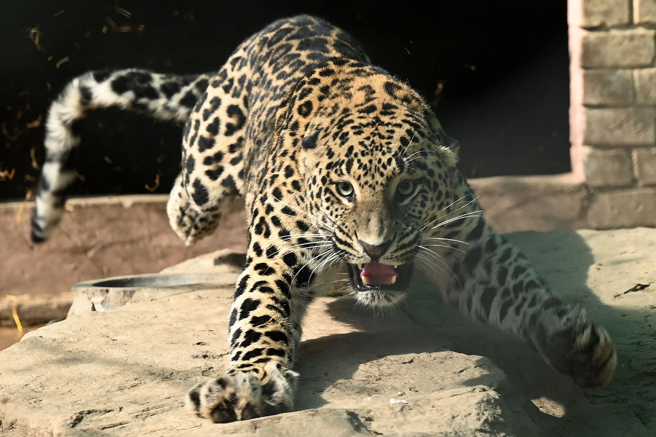 Леопард в Исламабаде