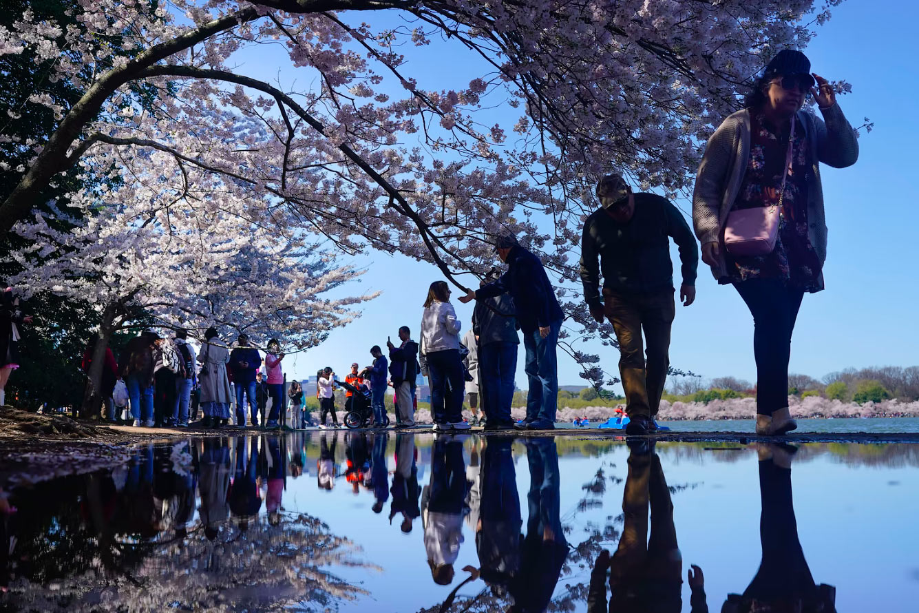 Цветение сакуры в Вашингтоне, округ Колумбия