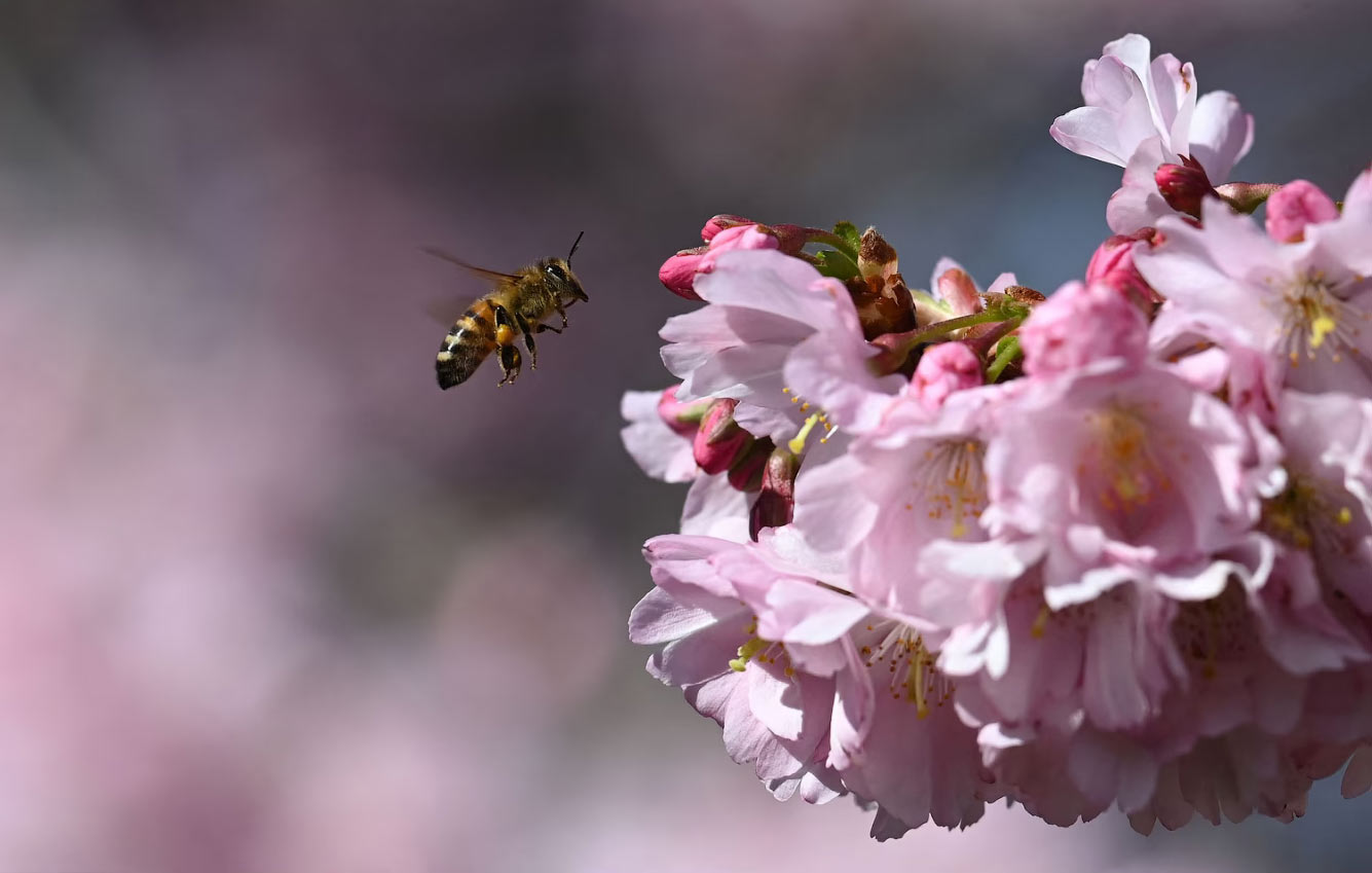 Пчела летит к вишневому дереву в Олимпийском парке в Мюнхене, Германия