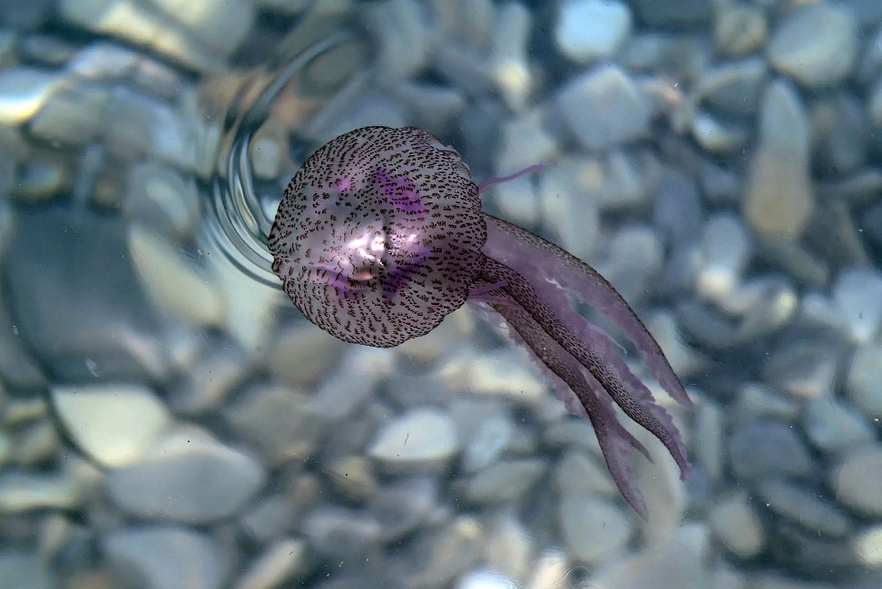 Медуза Pelagia noctiluca