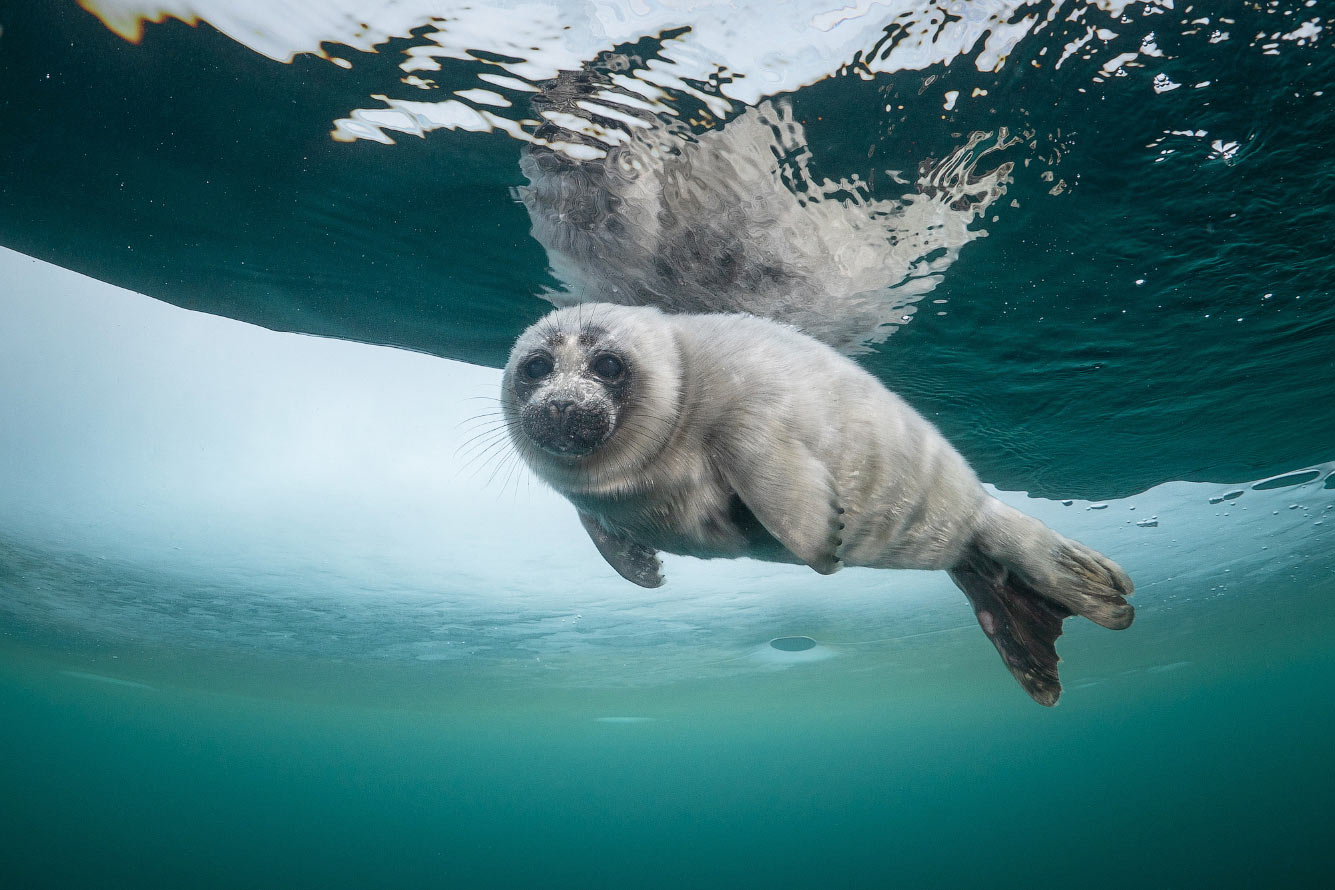 Красивые байкальские тюлени