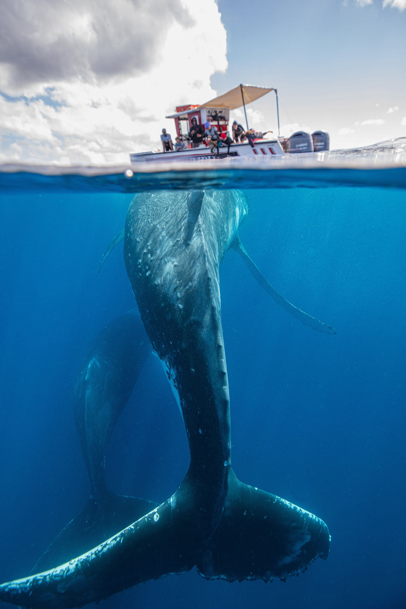 Горбатый киты