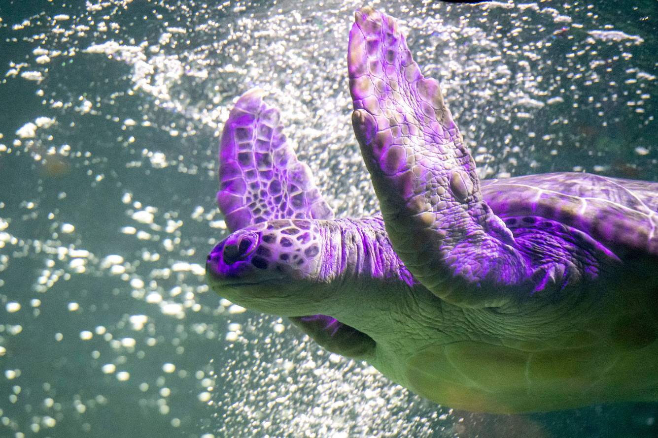 23-летняя гигантская зеленая морская черепаха