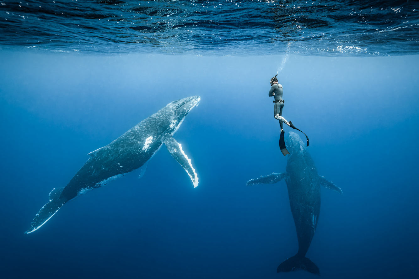 Два любознательных горбатых кита