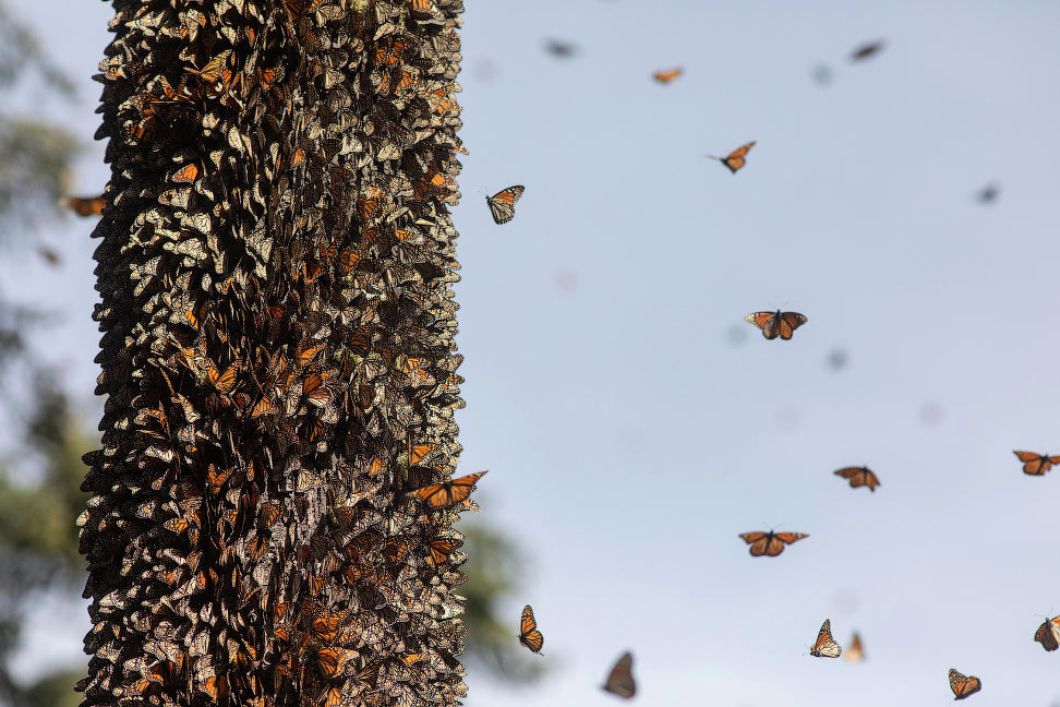 Бабочки-монархи в муниципалитете Окампо, штат Мичоакан, Мексика