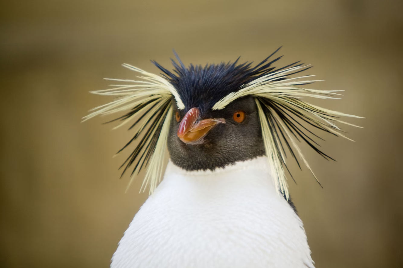 Портрет скального пингвина