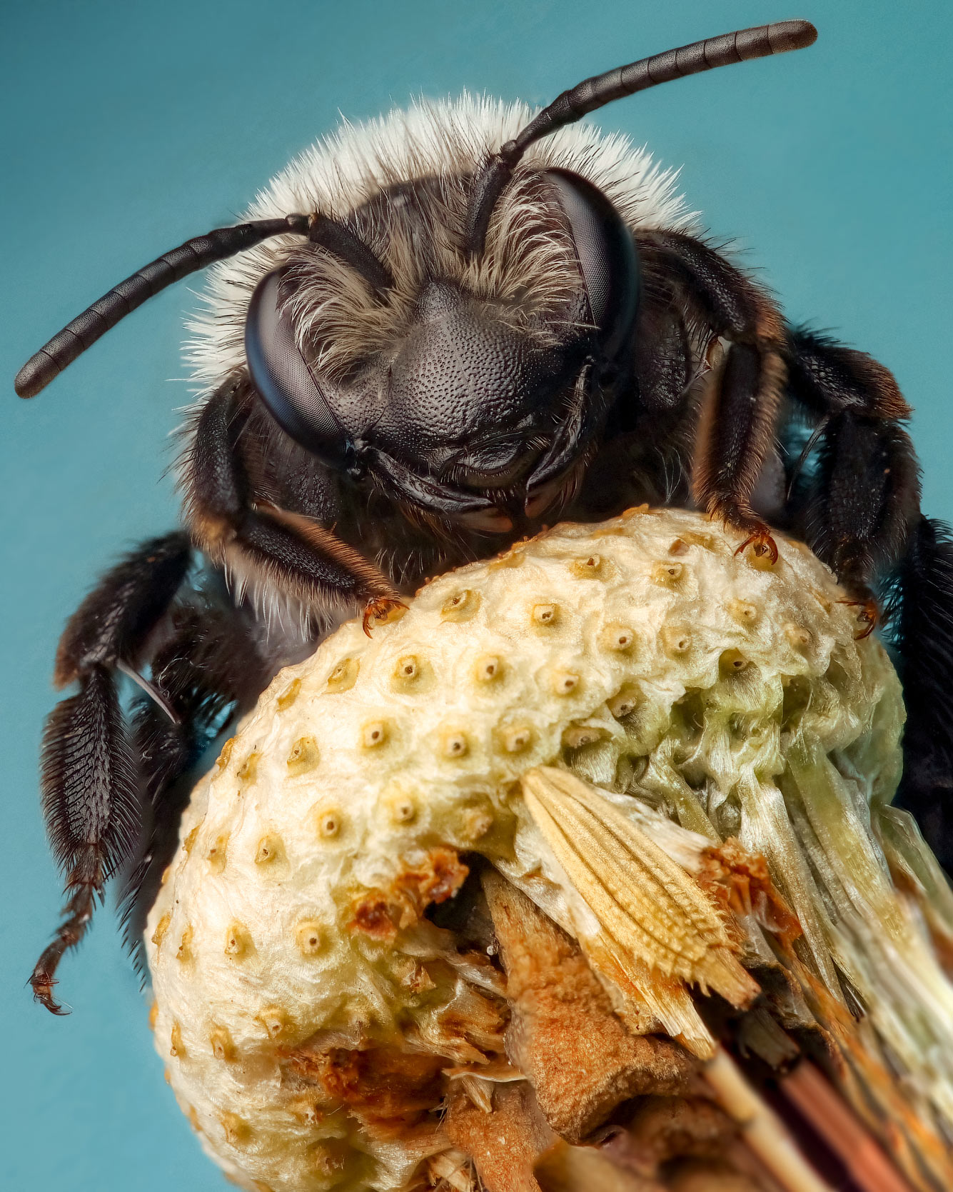 Пчела Andrena cineraria