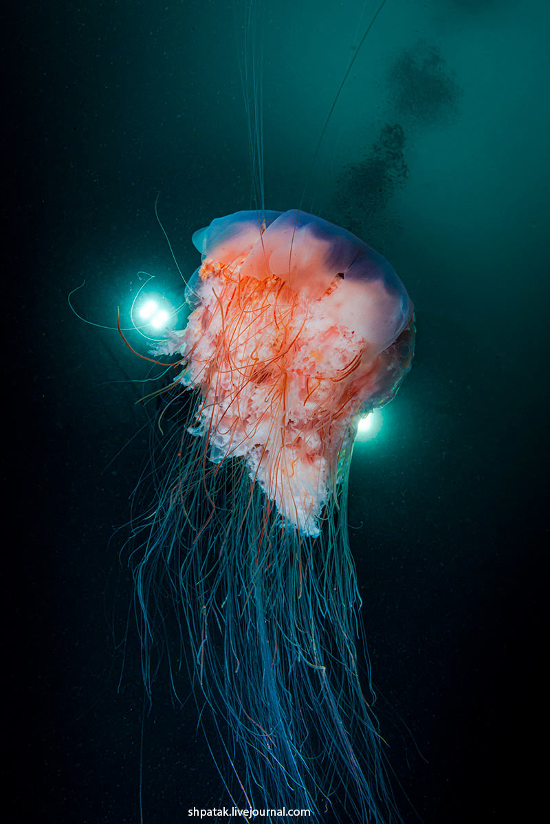 Медуза Цианея волосистая