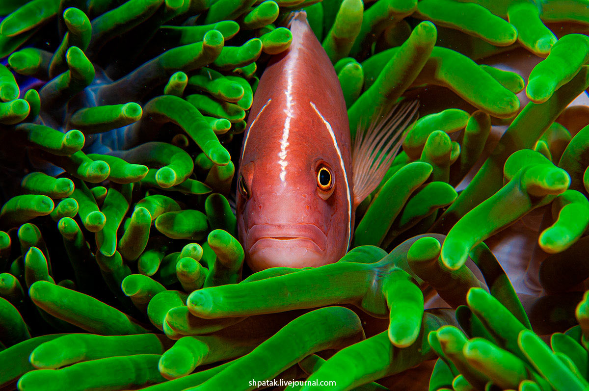 Pink anemonfish (Amphiprion pendaration)