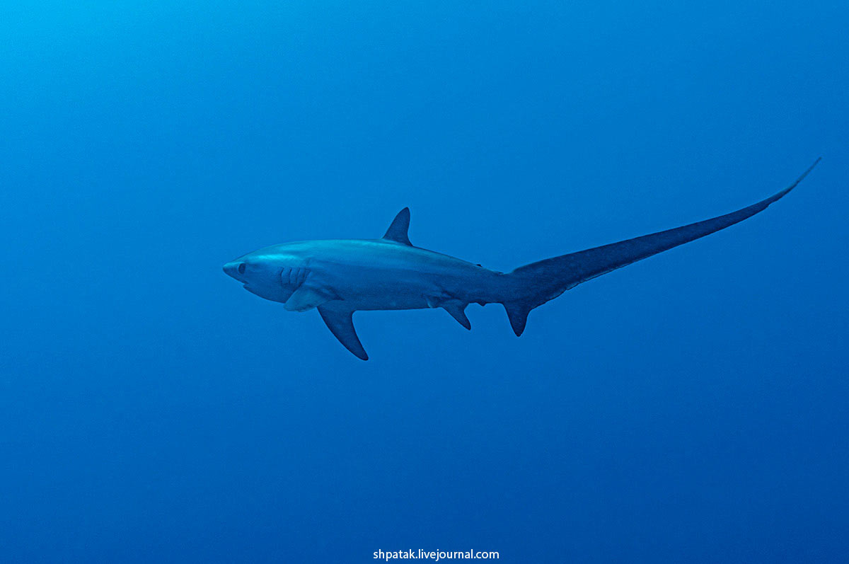 Tresher shark - Акула-лисица