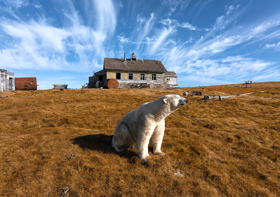 Russia Polar Bears Photo Gallery Russia Polar Bears Photo Gallery