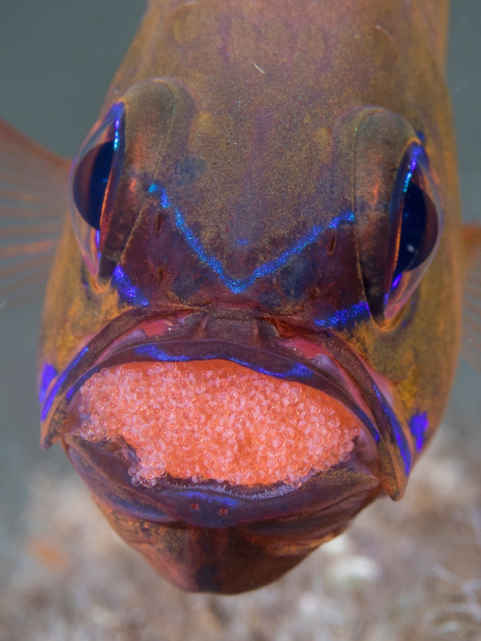 рыба-кардинал Ostorhinchus aureus
