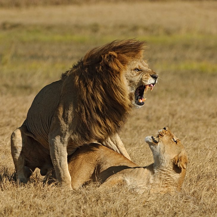 Дикая Африка — остров, где львы охотятся только днем