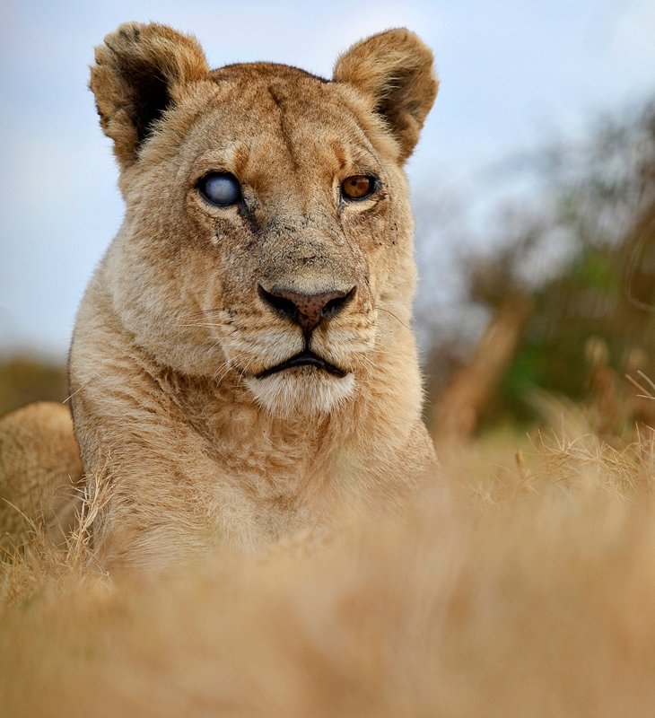Дикая Африка — остров, где львы охотятся только днем