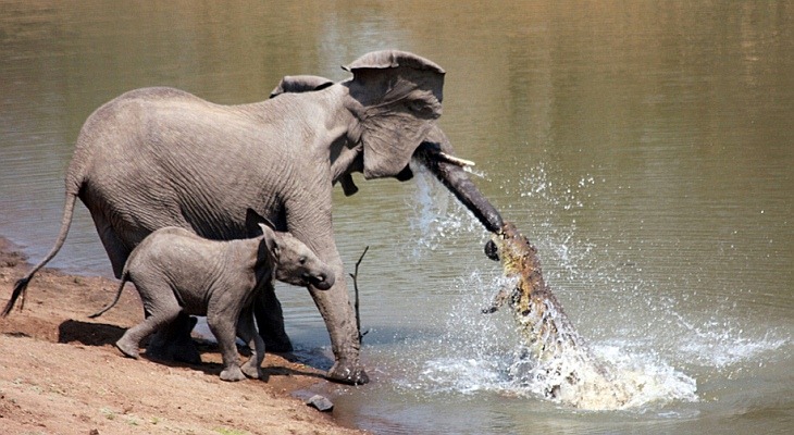 Уникальный репортаж: бой слона с крокодилом
