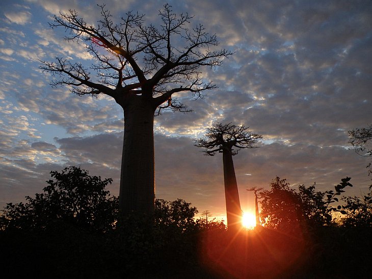 Баобаб — дерево, растущее вверх ногами
