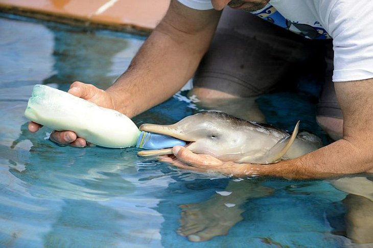Спасенный дельфинчик