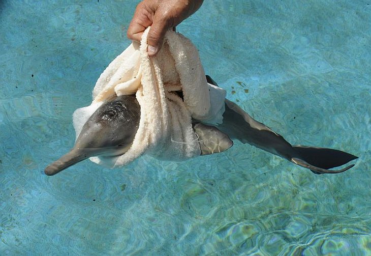 Спасенный дельфинчик