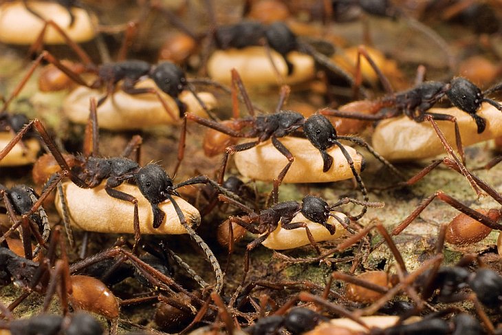 Армия муравьев