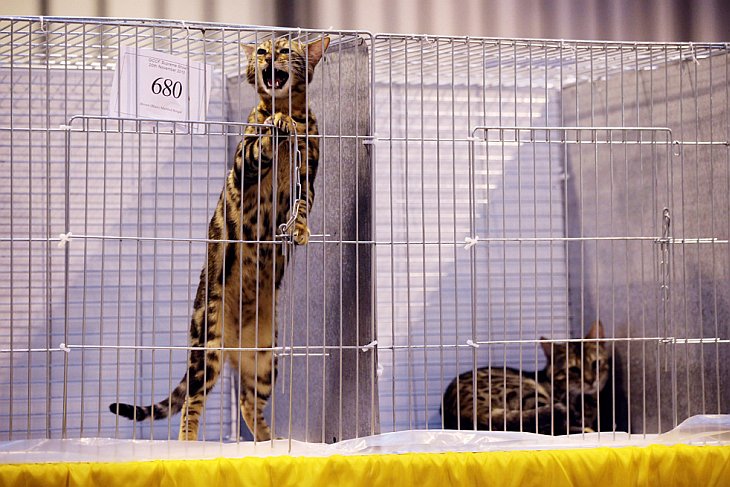 Крупнейшая в Европе выставка кошек Supreme Cat Show 2010