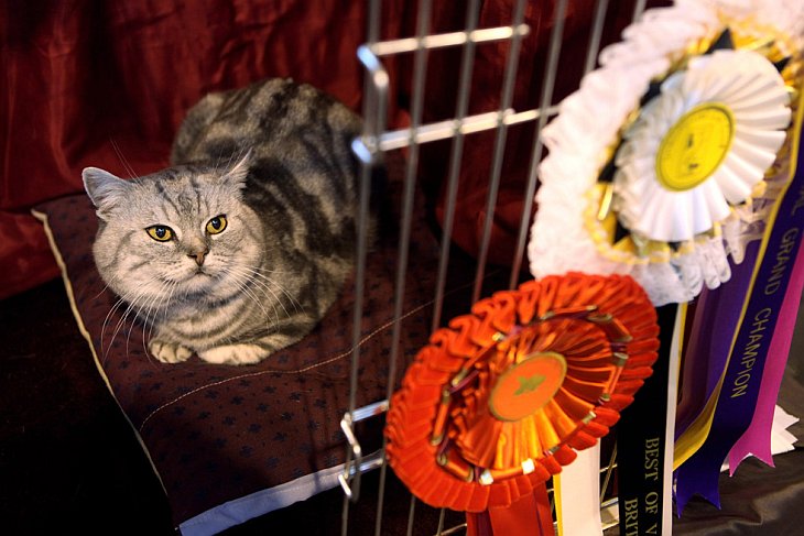 Крупнейшая в Европе выставка кошек Supreme Cat Show 2010