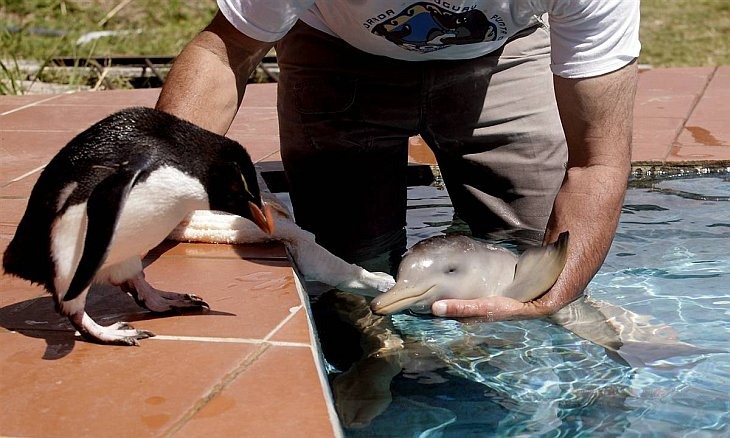 Дельфин и пингвин