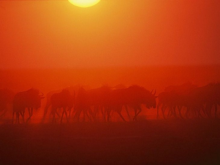 Антилопы гну, Замбия
