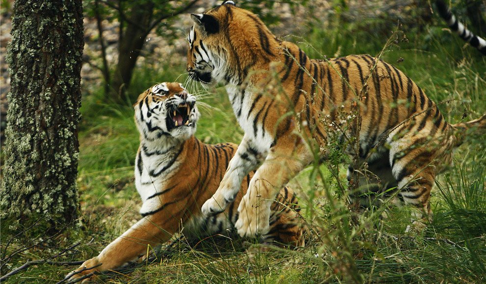 Амурские тигры