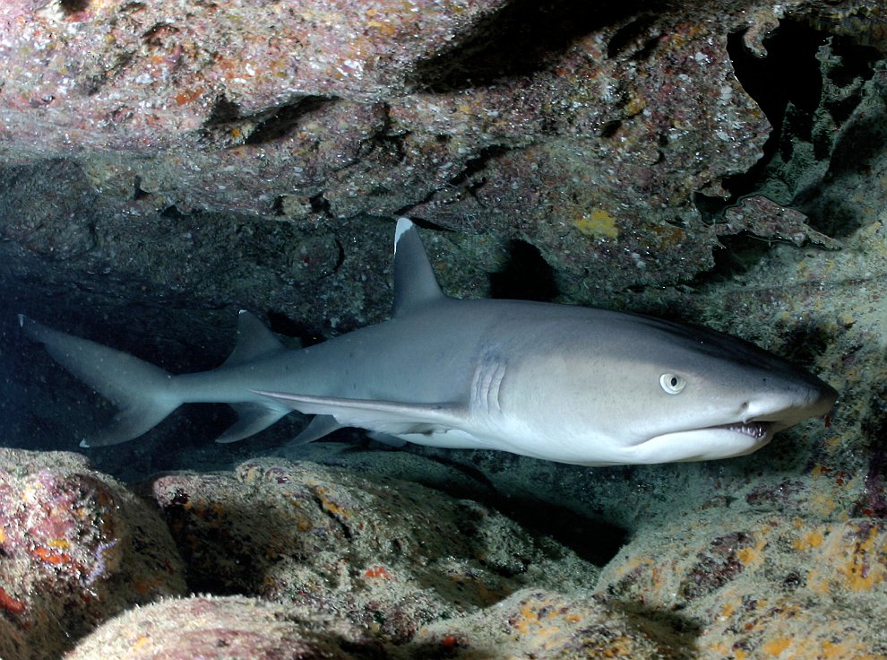 Белоперая рифовая акула Carcharhinus albimarginatus