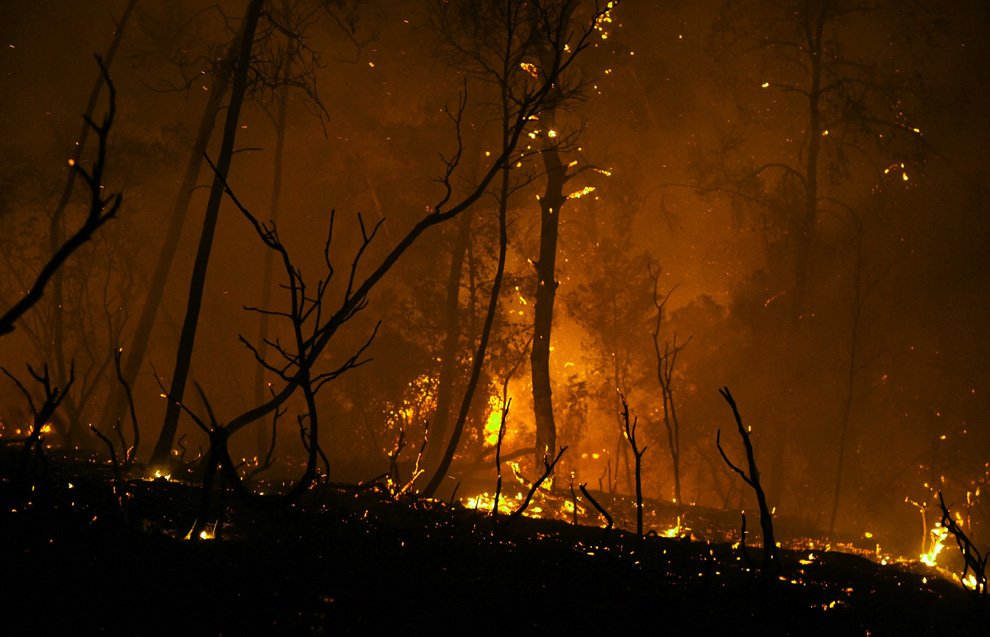 Самый крупный лесной пожар в истории Израиля