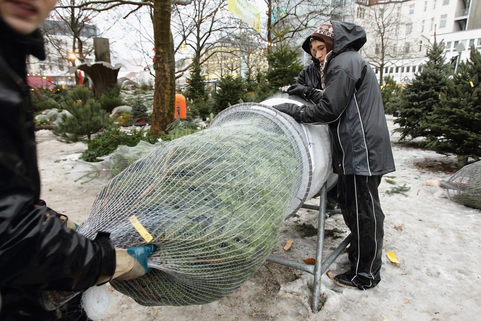 Охота за новогодними елками в Германии