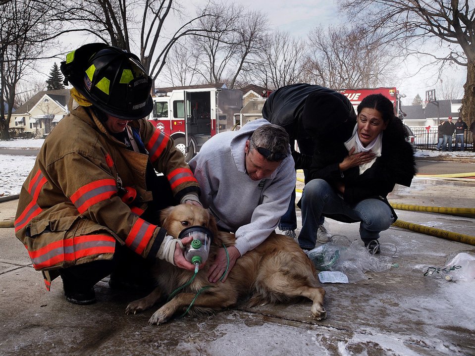 Пожарник спасает при помощи кислородной маски золотистого ретривера