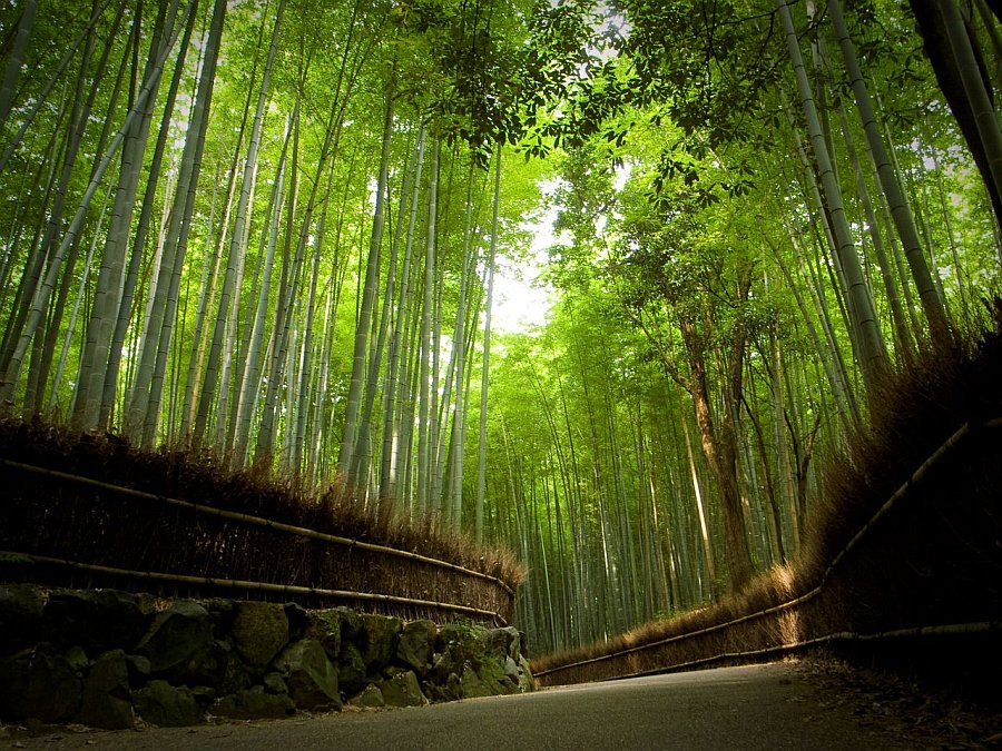 Красоты Арасиямы. Япония | ФОТО НОВОСТИ