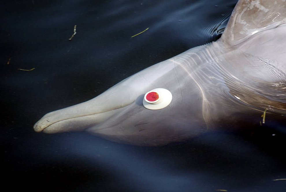 Дельфин (www.LoveOpium.ru)
