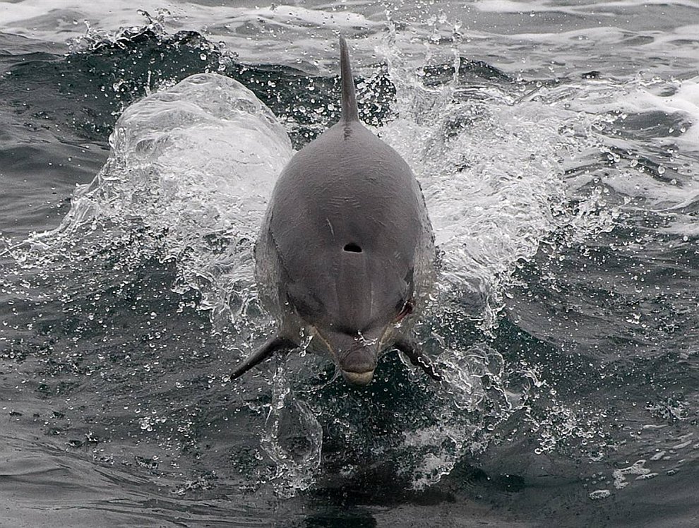 Дельфин афалина (www.LoveOpium.ru)
