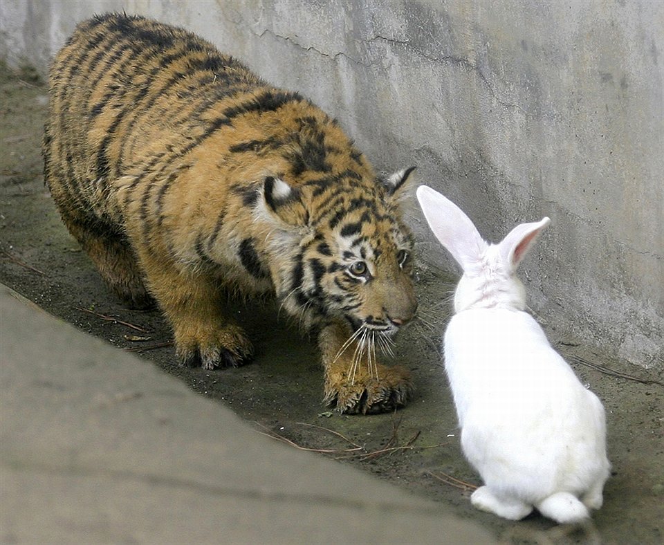 Тигр и кролик