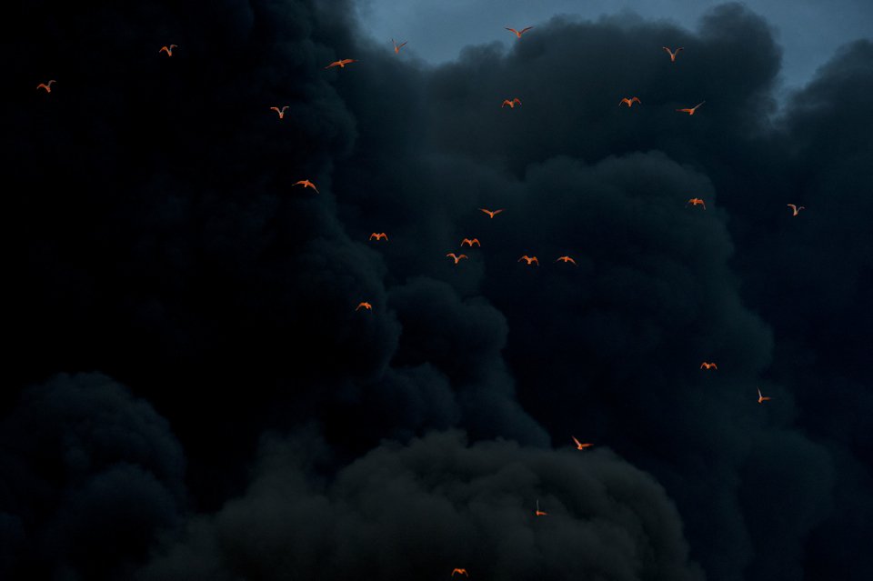 Пламя до небес: пожар на химическом заводе в Нидерландах