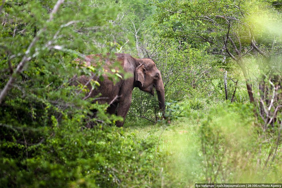 Дом для слонов — Национальный парк Удавалаве в Шри-Ланке