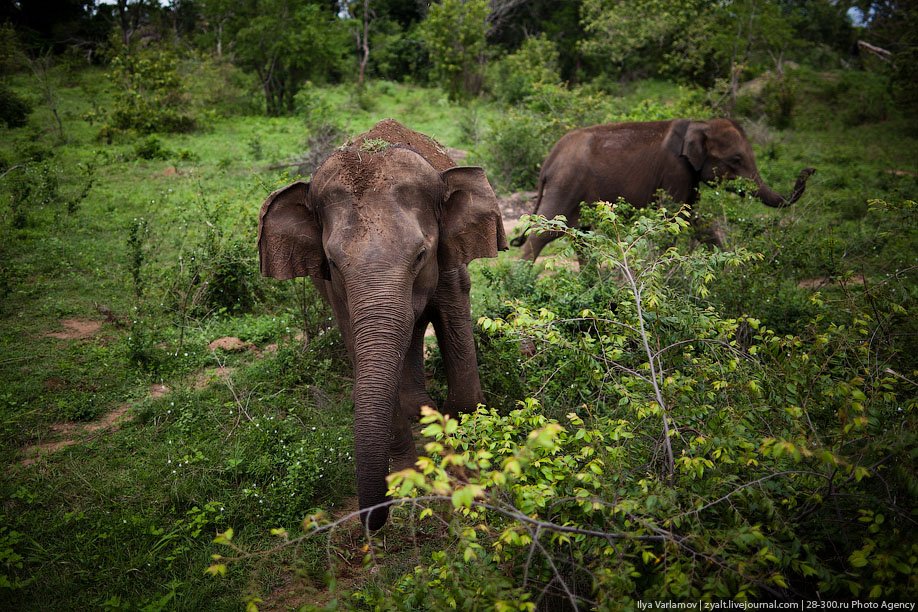 Дом для слонов — Национальный парк Удавалаве в Шри-Ланке