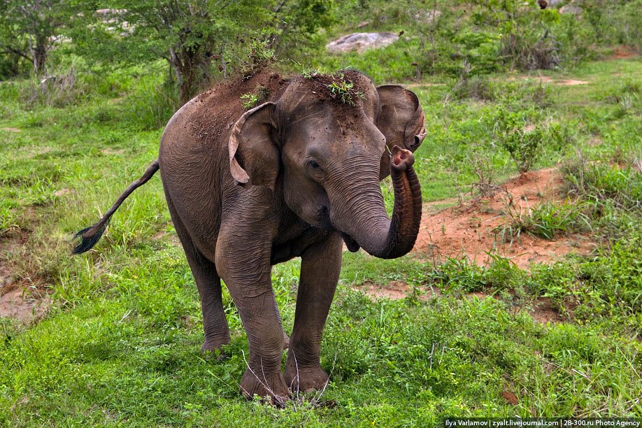 Слоны в шри ланке