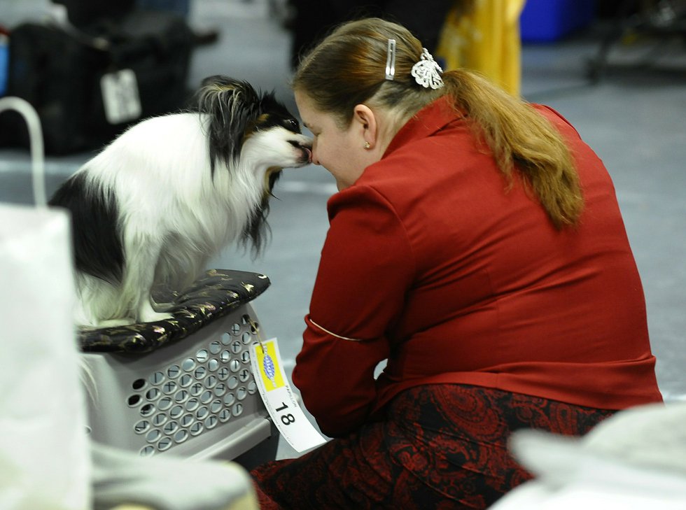 Выставка собак Westminster Kennel Club dog show в Нью-Йорке