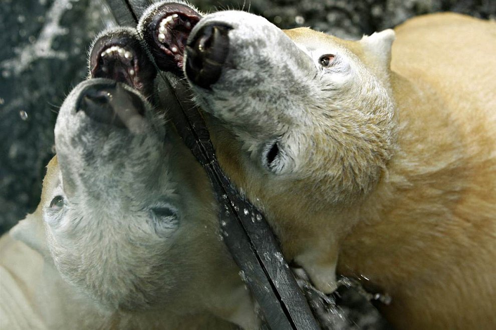 В Берлине умер знаменитый белый медведь Кнут