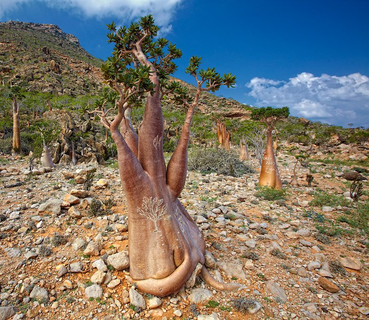 Остров Сокотра и его удивительные бутылочные деревья