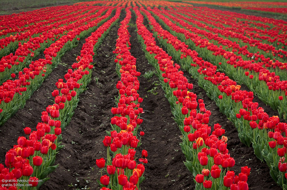 Самое большое поле тюльпанов в Европе