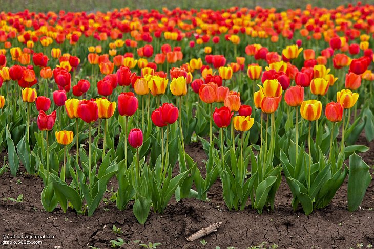 Самое большое поле тюльпанов в Европе