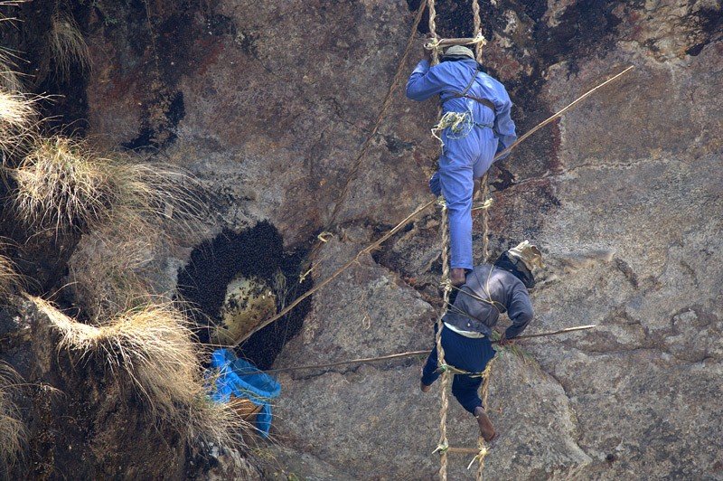 Охотники за медом в Гималаях